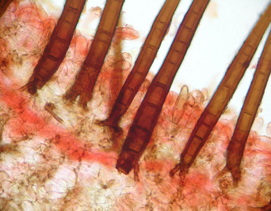 Scutellinia sp